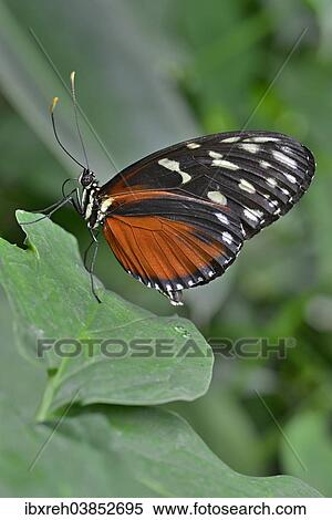 "Five-spotted Longwing (Heliconius hecalesia), native to Colombia, butterfly house, Forgaria nel Friuli, Udine province, Italy, Europe" View Large Photo Image Stock Photography - "Five-spotted Longwing (Heliconius hecalesia), native to Colombia, butterfly house, Forgaria nel Friuli, Udine province, Italy, Europe". Fotosearch