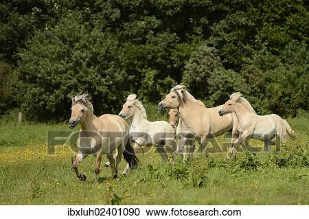 "Fjord horses, Bergisch Gladbach-Refrath, North Rhine-Westphalia, Germany, Europe" View Large Photo Image Stock Image - "Fjord horses, Bergisch Gladbach-Refrath, North Rhine-Westphalia, Germany, Europe". Fotosearch