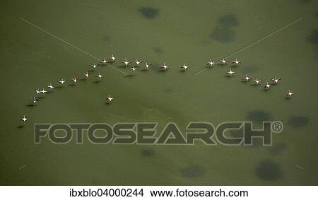 "Flamingo flock, Pink Flamingos (Phoenicopterus roseus), above the low water, Saintes-Maries-de-la-Mer, Camargue, Provence-Alpes-Cote d'Azur, France, Europe" View Large Photo Image Picture - "Flamingo flock, Pink Flamingos (Phoenicopterus roseus), above the low water, Saintes-Maries-de-la-Mer, Camargue, Provence-Alpes-Cote d'Azur, France, Europe". Fotosearch