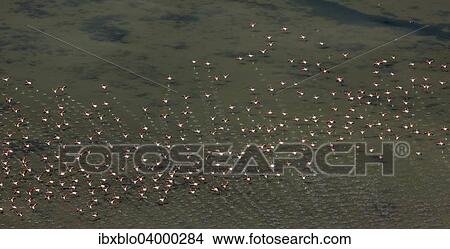 "Flamingo flock, Pink Flamingos (Phoenicopterus roseus), above the low water, Saintes-Maries-de-la-Mer, Camargue, Provence-Alpes-Cote d'Azur, France, Europe" View Large Photo Image Picture - "Flamingo flock, Pink Flamingos (Phoenicopterus roseus), above the low water, Saintes-Maries-de-la-Mer, Camargue, Provence-Alpes-Cote d'Azur, France, Europe". Fotosearch