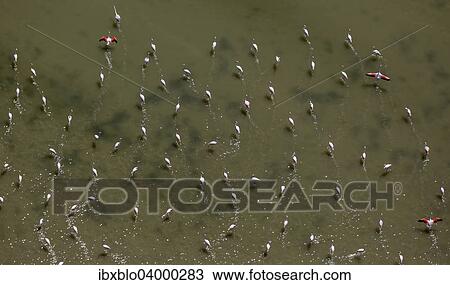 "Flamingo flock, Pink Flamingos (Phoenicopterus roseus), above the low water, Saintes-Maries-de-la-Mer, Camargue, Provence-Alpes-Cote d'Azur, France, Europe" View Large Photo Image Stock Image - "Flamingo flock, Pink Flamingos (Phoenicopterus roseus), above the low water, Saintes-Maries-de-la-Mer, Camargue, Provence-Alpes-Cote d'Azur, France, Europe". Fotosearch