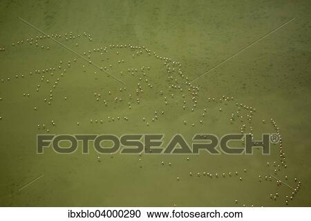 Stock Image - "Flamingo flock, Pink Flamingos (Phoenicopterus roseus), above the low water, Saintes-Maries-de-la-Mer, Camargue, Provence-Alpes-Cote d'Azur, France, Europe". Fotosearch