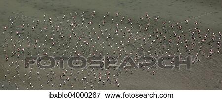 Stock Photo - "Flamingo flock, Pink Flamingos (Phoenicopterus roseus), above the low water, Saintes-Maries-de-la-Mer, Camargue, Provence-Alpes-Cote d'Azur, France, Europe". Fotosearch