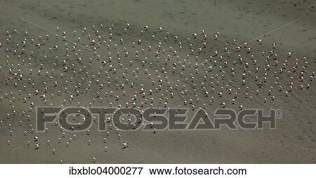 "Flamingo flock, Pink Flamingos (Phoenicopterus roseus), above the low water, Saintes-Maries-de-la-Mer, Camargue, Provence-Alpes-Cote d'Azur, France, Europe" View Large Photo Image Stock Photo - "Flamingo flock, Pink Flamingos (Phoenicopterus roseus), above the low water, Saintes-Maries-de-la-Mer, Camargue, Provence-Alpes-Cote d'Azur, France, Europe". Fotosearch
