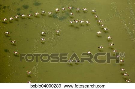 "Flamingo flock, Pink Flamingos (Phoenicopterus roseus), above the low water, Saintes-Maries-de-la-Mer, Camargue, Provence-Alpes-Cote d'Azur, France, Europe" View Large Photo Image Stock Photo - "Flamingo flock, Pink Flamingos (Phoenicopterus roseus), above the low water, Saintes-Maries-de-la-Mer, Camargue, Provence-Alpes-Cote d'Azur, France, Europe". Fotosearch
