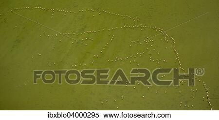 Stock Photography - "Flamingo flock, Pink Flamingos (Phoenicopterus roseus), above the low water, Saintes-Maries-de-la-Mer, Camargue, Provence-Alpes-Cote d'Azur, France, Europe". Fotosearch