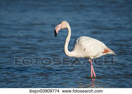 "Flamingo (Phoenicopteridae), standing in water, Camargue, Southern France, France, Europe" View Large Photo Image Picture - "Flamingo (Phoenicopteridae), standing in water, Camargue, Southern France, France, Europe". Fotosearch