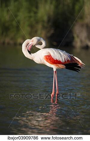 "Flamingo (Phoenicopteridae), standing in water, Camargue, Southern France, France, Europe" View Large Photo Image Stock Photograph - "Flamingo (Phoenicopteridae), standing in water, Camargue, Southern France, France, Europe". Fotosearch