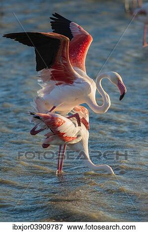 Stock Photo - "Flamingos (Phoenicopteridae), mating, Camargue, Southern France, France, Europe". Fotosearch