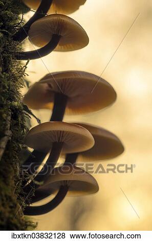 "Flammulina mushroom (Flammulina) on a tree trunk, Brandenburg, Germany, Europe" View Large Photo Image Stock Photo - "Flammulina mushroom (Flammulina) on a tree trunk, Brandenburg, Germany, Europe". Fotosearch