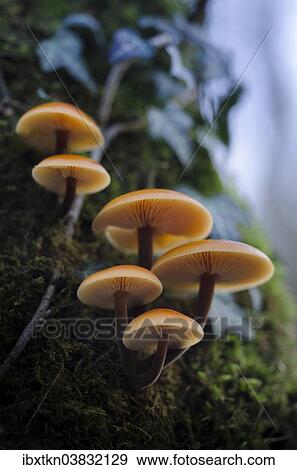 "Flammulina mushroom (Flammulina) on a tree trunk, Brandenburg, Germany, Europe" View Large Photo Image Stock Photo - "Flammulina mushroom (Flammulina) on a tree trunk, Brandenburg, Germany, Europe". Fotosearch