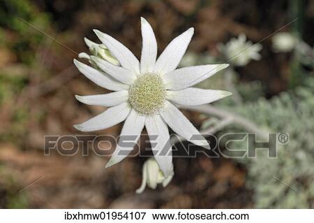 Stock Photo - "Flannel Flower (Actinotus helianthi), Botanical Garden, Canberra, Australia, Oceania". Fotosearch