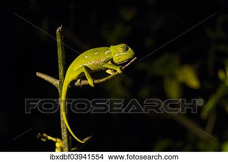 "Flap-necked chameleon (Chamaeleo dilepis), iSimangaliso Wetland Park, Elephant Coast, KwaZulu-Natal, South Africa, Africa" View Large Photo Image Picture - "Flap-necked chameleon (Chamaeleo dilepis), iSimangaliso Wetland Park, Elephant Coast, KwaZulu-Natal, South Africa, Africa". Fotosearch