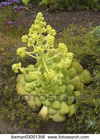 "Flat Aeonium (Aeonium subplanum), endemic to La Gomera, La Gomera, Canary Islands, Spain, Europe, La Gomera, Agulo, Canary Islands, Spain, Europe" View Large Photo Image Stock Photograph - "Flat Aeonium (Aeonium subplanum), endemic to La Gomera, La Gomera, Canary Islands, Spain, Europe, La Gomera, Agulo, Canary Islands, Spain, Europe". Fotosearch
