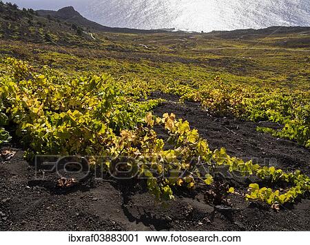 "Flat-growing grapevines growing on black lava soil, remains from the 1677 eruption of the San Antonio volcano, Los Canarios, Fuencaliente, La Palma, Canary Islands, Spain, Europe" View Large Photo Image Stock Image - "Flat-growing grapevines growing on black lava soil, remains from the 1677 eruption of the San Antonio volcano, Los Canarios, Fuencaliente, La Palma, Canary Islands, Spain, Europe". Fotosearch