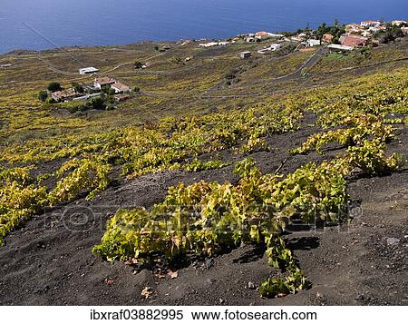 Stock Photography - "Flat-growing grapevines growing on black lava soil, remains from the 1677 eruption of the San Antonio volcano, Los Canarios, Fuencaliente, La Palma, Canary Islands, Spain, Europe". Fotosearch