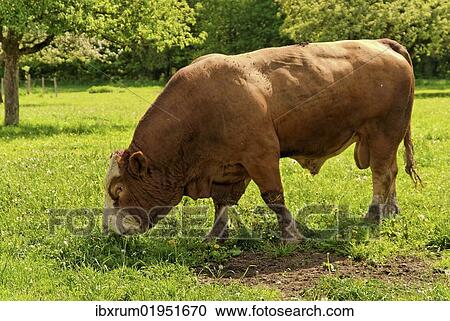 "Fleckvieh cattle, bull on a lush meadow" View Large Photo Image Stock Image - "Fleckvieh cattle, bull on a lush meadow". Fotosearch
