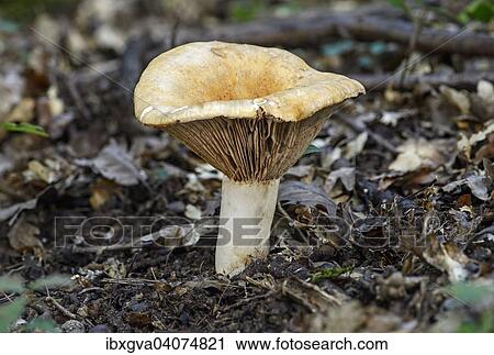 "Fleecy Milkcap (Lactatus vellereus), mycorrhizal fungus, toxic, Alsace, France, Europe" View Large Photo Image Stock Image - "Fleecy Milkcap (Lactatus vellereus), mycorrhizal fungus, toxic, Alsace, France, Europe". Fotosearch
