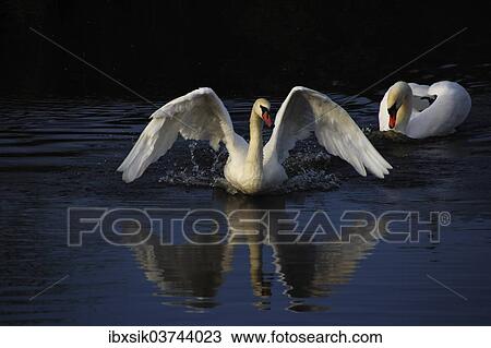 "Fleeing Mute Swan (Cygnus olor), territorial fight, Federsee lake, near Bad Buchau, Baden-Wurttemberg, Germany, Europe" View Large Photo Image Stock Image - "Fleeing Mute Swan (Cygnus olor), territorial fight, Federsee lake, near Bad Buchau, Baden-Wurttemberg, Germany, Europe". Fotosearch