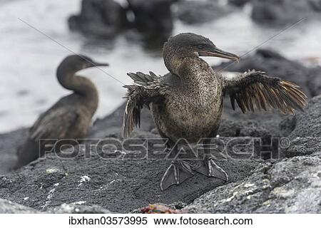 "Flightless Cormorant or Galapagos Cormorant (Phalacrocorax harrisi), Narborough Island, Galapagos Islands" View Large Photo Image Stock Photography - "Flightless Cormorant or Galapagos Cormorant (Phalacrocorax harrisi), Narborough Island, Galapagos Islands". Fotosearch