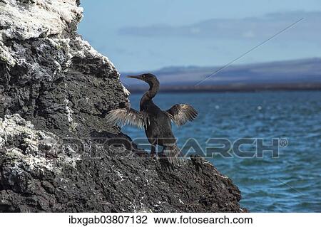"Flightless Cormorant (Phalacrocorax harrisi), Elisabeth Bay, Isabela Island, Galapagos, Ecuador, South America" View Large Photo Image Stock Image - "Flightless Cormorant (Phalacrocorax harrisi), Elisabeth Bay, Isabela Island, Galapagos, Ecuador, South America". Fotosearch