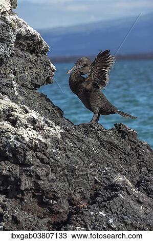 "Flightless Cormorant (Phalacrocorax harrisi), Elisabeth Bay, Isabela Island, Galapagos, Ecuador, South America" View Large Photo Image Stock Image - "Flightless Cormorant (Phalacrocorax harrisi), Elisabeth Bay, Isabela Island, Galapagos, Ecuador, South America". Fotosearch