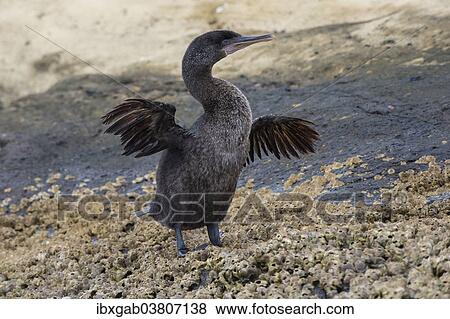 "Flightless Cormorant (Phalacrocorax harrisi), Isabela Island, Galapagosinseln, Ecuador, South America" View Large Photo Image Stock Photo - "Flightless Cormorant (Phalacrocorax harrisi), Isabela Island, Galapagosinseln, Ecuador, South America". Fotosearch