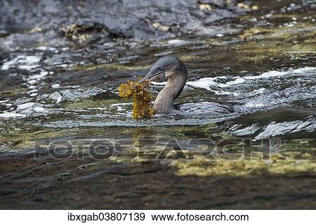 "Flightless Cormorant (Phalacrocorax harrisi) carrying nesting material, Tagus Cove, Isabela Island, Galapagosinseln, Ecuador, South America" View Large Photo Image Stock Photo - "Flightless Cormorant (Phalacrocorax harrisi) carrying nesting material, Tagus Cove, Isabela Island, Galapagosinseln, Ecuador, South America". Fotosearch
