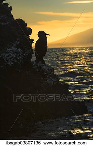 "Flightless Cormorant (Phalacrocorax harrisi) at dusk, Elisabeth Bay, Isabela Island, Galapagosinseln, Ecuador, South America" View Large Photo Image Stock Photograph - "Flightless Cormorant (Phalacrocorax harrisi) at dusk, Elisabeth Bay, Isabela Island, Galapagosinseln, Ecuador, South America". Fotosearch