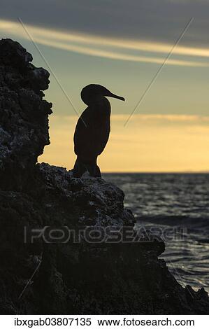 "Flightless Cormorant (Phalacrocorax harrisi) at dusk, Elisabeth Bay, Isabela Island, Galapagosinseln, Ecuador, South America" View Large Photo Image Stock Photography - "Flightless Cormorant (Phalacrocorax harrisi) at dusk, Elisabeth Bay, Isabela Island, Galapagosinseln, Ecuador, South America". Fotosearch