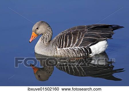 Stock Image - Floating Greylag Goose (Anser anser) with reflection in water. Fotosearch