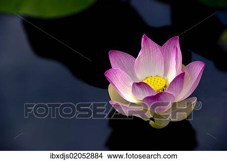 Floating Lotus Blossom (Nelumbo nucifera) View Large Photo Image Picture - Floating Lotus Blossom (Nelumbo nucifera). Fotosearch