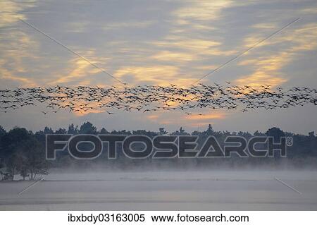"Flock of birds flying over wetlands in the morning, Tiste Bauernmoor, Burgsittensen, Lower Saxony, Germany, Europe" View Large Photo Image Stock Photography - "Flock of birds flying over wetlands in the morning, Tiste Bauernmoor, Burgsittensen, Lower Saxony, Germany, Europe". Fotosearch