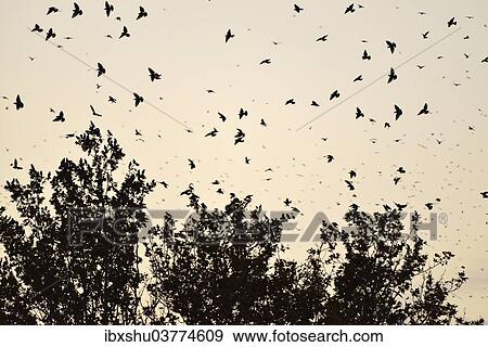 "Flock of birds, Starlings (Sturnus vulgaris) surrounding their sleeping tree, Italy, Europe" View Large Photo Image Stock Photo - "Flock of birds, Starlings (Sturnus vulgaris) surrounding their sleeping tree, Italy, Europe". Fotosearch