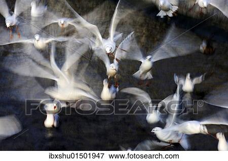Stock Photo - Flock of black-headed gulls (Larus ridibundus). Fotosearch