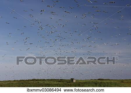 "Flock of Black-headed Gulls (Chroicocephalus ridibundus, formerly Larus ridibundus), in flight, East Frisian Islands, East Frisia, Lower Saxony, Germany, Europe" View Large Photo Image Picture - "Flock of Black-headed Gulls (Chroicocephalus ridibundus, formerly Larus ridibundus), in flight, East Frisian Islands, East Frisia, Lower Saxony, Germany, Europe". Fotosearch