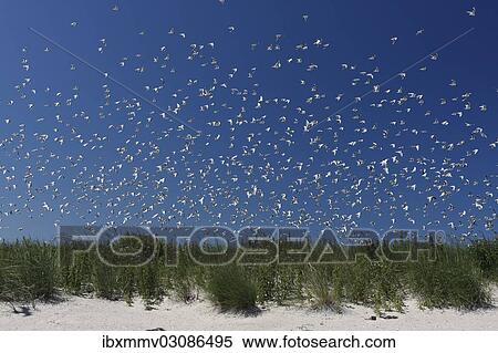 "Flock of Black-headed Gulls (Chroicocephalus ridibundus, formerly Larus ridibundus), in flight, East Frisian Islands, East Frisia, Lower Saxony, Germany, Europe" View Large Photo Image Stock Photography - "Flock of Black-headed Gulls (Chroicocephalus ridibundus, formerly Larus ridibundus), in flight, East Frisian Islands, East Frisia, Lower Saxony, Germany, Europe". Fotosearch