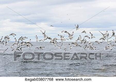 "Flock of Black-legged Kittiwakes (Rissa tridactyla), Chukotka, Russia, Europe" View Large Photo Image Stock Photo - "Flock of Black-legged Kittiwakes (Rissa tridactyla), Chukotka, Russia, Europe". Fotosearch