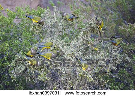 "Flock of Burrowing Parrots or Burrowing Parakeets (Cyanoliseus patagonus) on a bush, Mendoza Province, Argentina, South America" View Large Photo Image Stock Image - "Flock of Burrowing Parrots or Burrowing Parakeets (Cyanoliseus patagonus) on a bush, Mendoza Province, Argentina, South America". Fotosearch