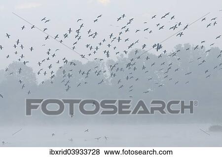 "Flock of cormorants (Phalacocorax carbo) flying in the mist, North Rhine-Westphalia, Germany, Europe" View Large Photo Image Stock Photo - "Flock of cormorants (Phalacocorax carbo) flying in the mist, North Rhine-Westphalia, Germany, Europe". Fotosearch