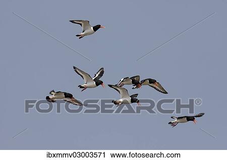 "Flock of Eurasian Oystercatchers (Haematopus ostralegus) in flight, Minsener Oog, East Frisian Islands, Friesland District, Lower Saxony, Germany, Europe" View Large Photo Image Stock Image - "Flock of Eurasian Oystercatchers (Haematopus ostralegus) in flight, Minsener Oog, East Frisian Islands, Friesland District, Lower Saxony, Germany, Europe". Fotosearch