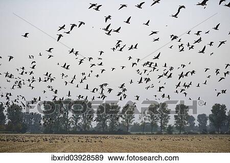 "Flock of Greater white-fronted Geese (Anser albifrons) over a corn field, Lower Rhine region, North Rhine-Westphalia, Germany, Europe" View Large Photo Image Stock Photo - "Flock of Greater white-fronted Geese (Anser albifrons) over a corn field, Lower Rhine region, North Rhine-Westphalia, Germany, Europe". Fotosearch