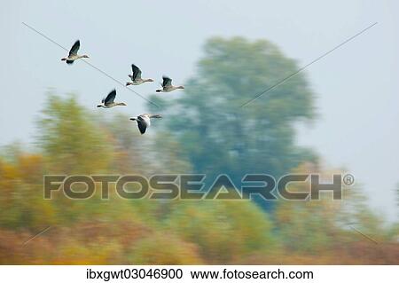 "Flock of Greylag Geese (Anser anser) in flight, Germany, Europe" View Large Photo Image Stock Image - "Flock of Greylag Geese (Anser anser) in flight, Germany, Europe". Fotosearch