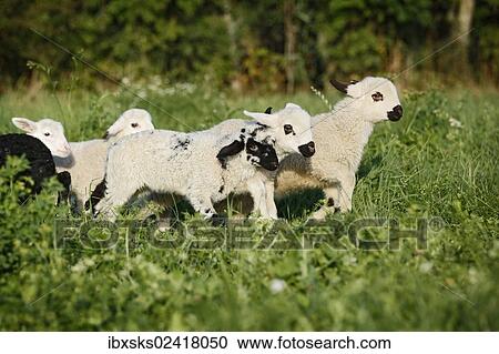 Flock of lambs running across a meadow View Large Photo Image Stock Image - Flock of lambs running across a meadow. Fotosearch