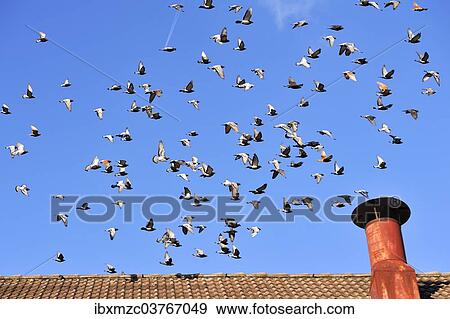 "Flock of Pigeons (Columbidae) in flight, Middle Franconia, Bavaria, Germany, Europe" View Large Photo Image Stock Photo - "Flock of Pigeons (Columbidae) in flight, Middle Franconia, Bavaria, Germany, Europe". Fotosearch