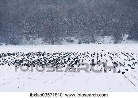 "Flock of Rooks (Corvus frugilegus) on a snowy field, Erfurt, Thuringia, Germany, Europe" View Large Photo Image Stock Image - "Flock of Rooks (Corvus frugilegus) on a snowy field, Erfurt, Thuringia, Germany, Europe". Fotosearch