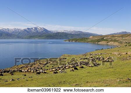 "Flock of sheep at Lake Van or Van Golu near Tatvan, Bitlis Province, Eastern Anatolia Region, Anatolia, Turkey, Asia" View Large Photo Image Stock Image - "Flock of sheep at Lake Van or Van Golu near Tatvan, Bitlis Province, Eastern Anatolia Region, Anatolia, Turkey, Asia". Fotosearch
