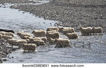 Stock Image - "Flock of sheep crossing a river, sheep transhumance, near Hofn, Iceland, Europe". Fotosearch
