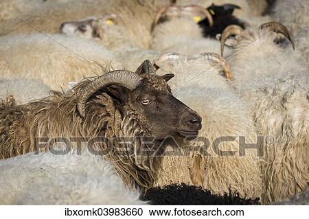 "Flock of sheep, crowded in a pen, sheep transhumance, near Hofn, Iceland, Europe" View Large Photo Image Stock Image - "Flock of sheep, crowded in a pen, sheep transhumance, near Hofn, Iceland, Europe". Fotosearch