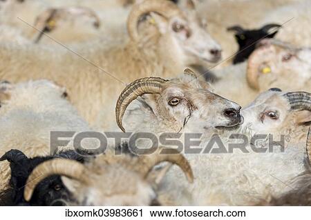 "Flock of sheep, crowded in a pen, sheep transhumance, near Hofn, Iceland, Europe" View Large Photo Image Stock Image - "Flock of sheep, crowded in a pen, sheep transhumance, near Hofn, Iceland, Europe". Fotosearch